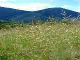 Click to see DSCF2633s.jpg