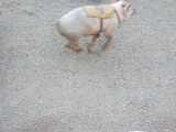 Click to see DSCF2855s.jpg
